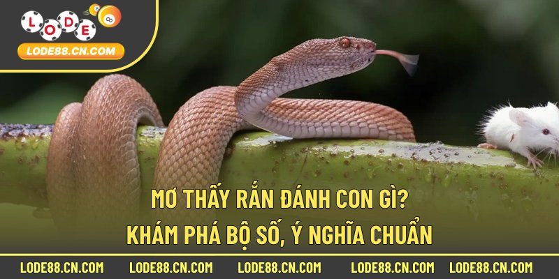 Mơ thấy rắn đánh con gì