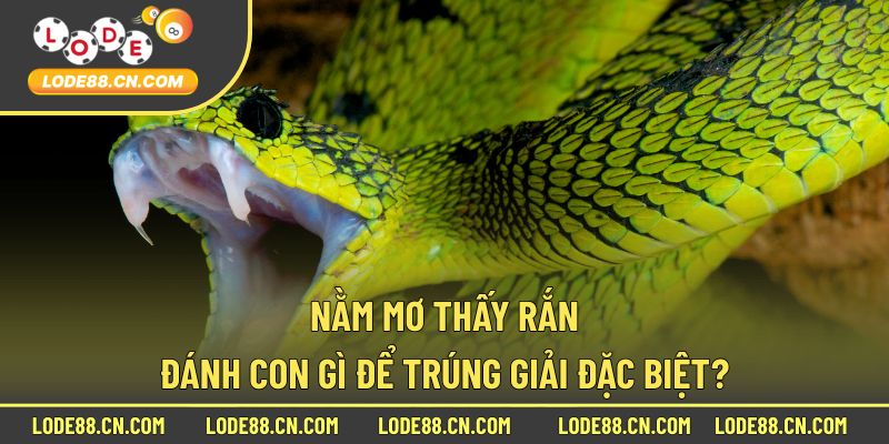 Nằm mơ thấy rắn đánh con gì để trúng giải đặc biệt?