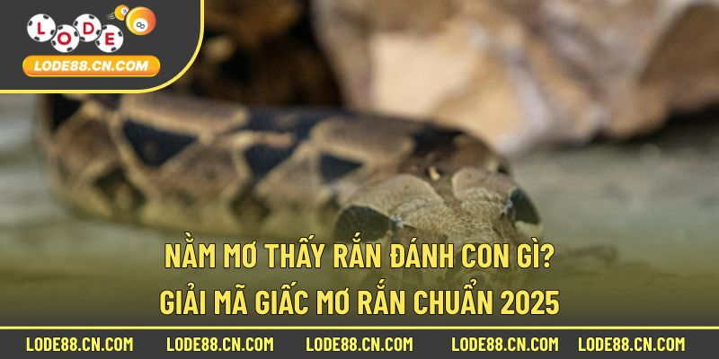 Nằm Mơ Thấy Rắn Đánh Con Gì
