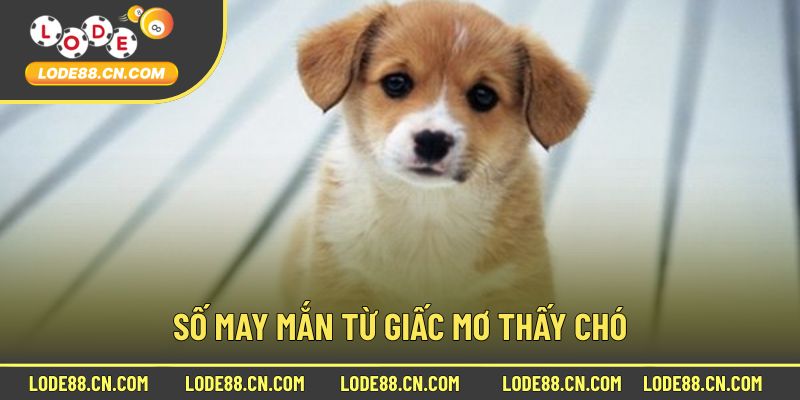 Số may mắn từ giấc mơ thấy chó